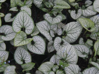 Brunnera macrophylla Silver Heart