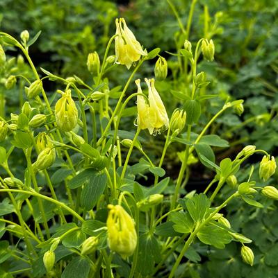 Aquilegia canadensis Corbett