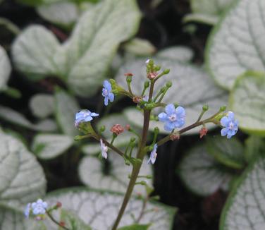 Brunnera macrophylla Silver Heart