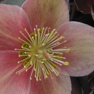 Helleborus x ballardiae HGC® 'Pink Frost'