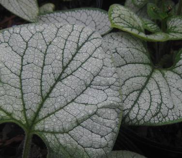 Brunnera macrophylla Silver Heart