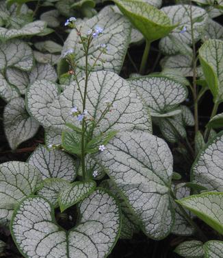 Brunnera macrophylla Silver Heart