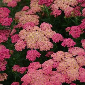 Achillea millefolium Sassy Summer Taffy