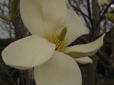 Magnolia x 'Gold Finch'