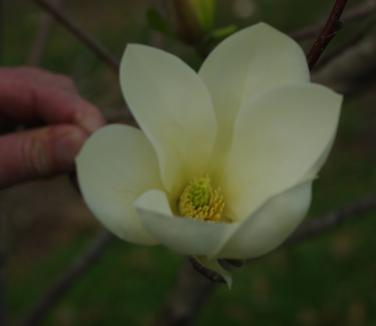 Magnolia x 'Gold Finch'
