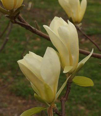 Magnolia x 'Gold Finch'