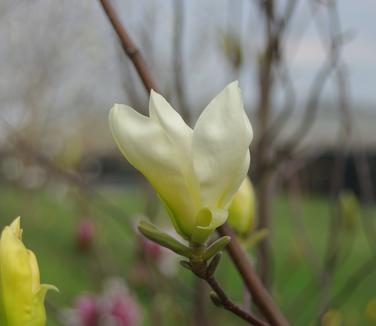 Magnolia x 'Gold Finch'