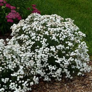 Achillea ptarmica Peter Cottontail