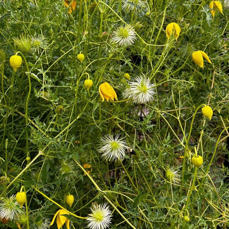 Clematis tangutica