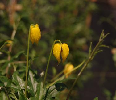 Clematis tangutica 