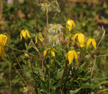 Clematis tangutica