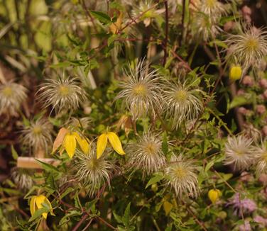 Clematis tangutica