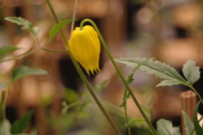 Clematis tangutica