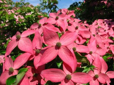 Cornus kousa Scarlet Fire (Courtesy of Rutgers University)