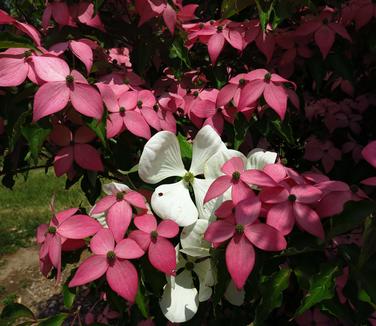 Cornus kousa Scarlet Fire (Courtesy of Rutgers University)