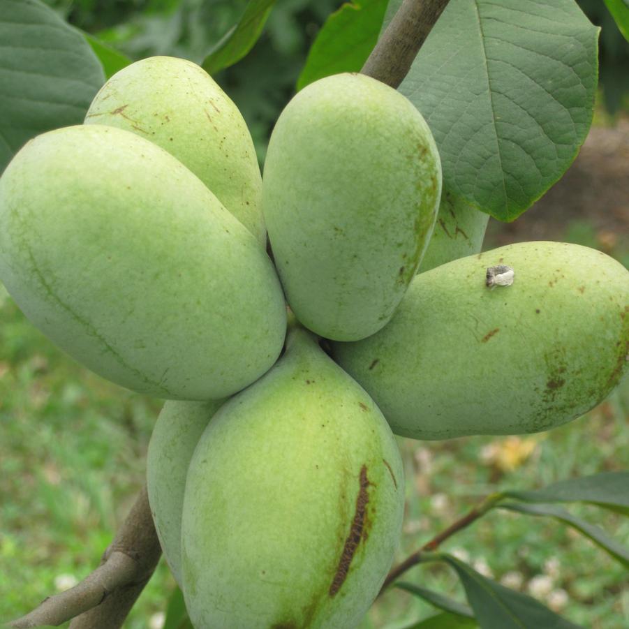 Asimina triloba 'Pennsylvania Golden' - Pawpaw from Pleasant Run Nursery