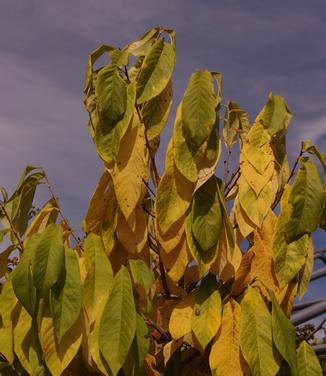 Asimina triloba 'Pennsylvania Golden' - Pawpaw from Pleasant Run Nursery