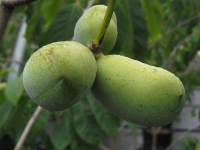 Asimina triloba Mango