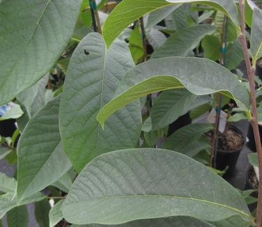 Asimina triloba Mango