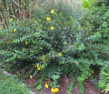 Hypericum x Hidcote - St Johnswort (@ Rutgers Gardens)