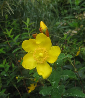 Hypericum x Hidcote - St Johnswort (@ Rutgers Gardens)