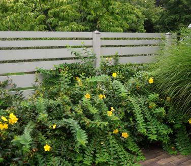 Hypericum x Hidcote 