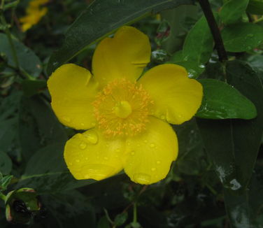 Hypericum x Hidcote - St Johnswort (@ Rutgers Gardens)