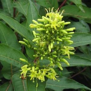 Diervilla sessifolia Butterfly