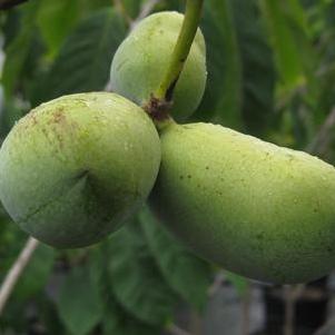 Asimina triloba Mango