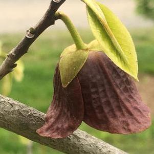 Asimina triloba Prolific