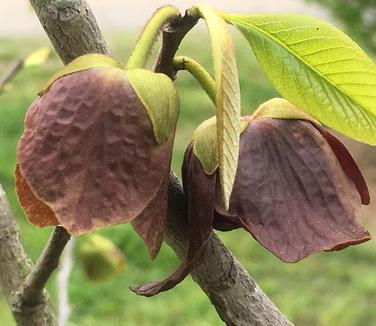 Asimina triloba Prolific