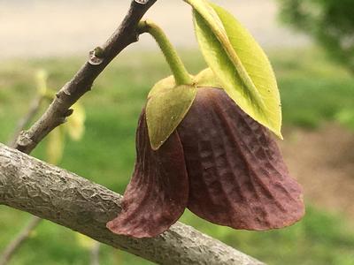 Asimina triloba Prolific