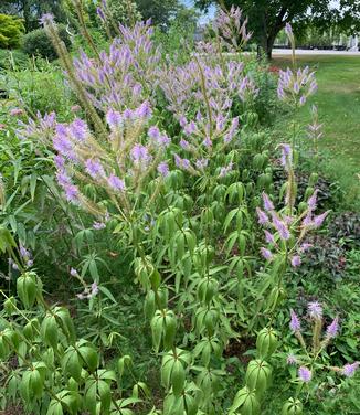 Veronicastrum virginicum 'Fascination'