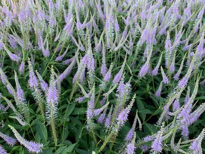 Veronicastrum virginicum Fascination