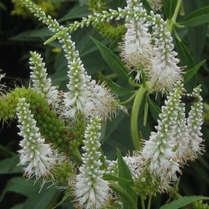 Veronicastrum virginicum 