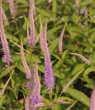 Veronicastrum virginicum Fascination