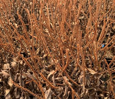 Veronicastrum virginicum 'Fascination' (winter seedheads)