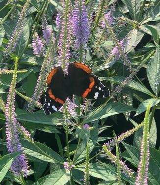 Veronicastrum virginicum 'Fascination' - Culver's Root from Pleasant Run Nursery