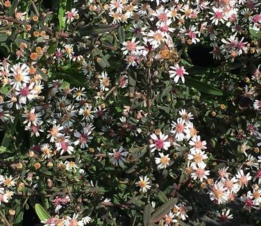 Aster lateriflorus Lady in Black