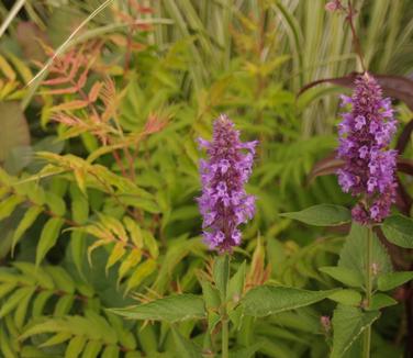 Agastache x Blue Boa (@ Northcreek)