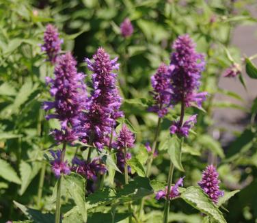 Agastache x Blue Boa