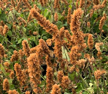 Agastache x Blue Boa - Winter seedheads