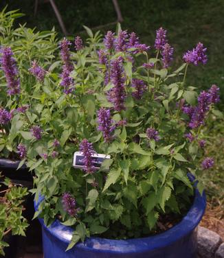 Agastache x Blue Boa 