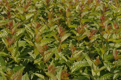 Cephalanthus occidentalis Sugar Shack