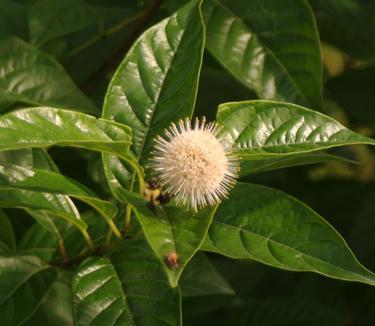 Cephalanthus occidentalis Sugar Shack