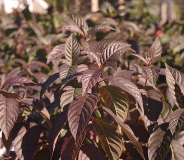 Cephalanthus occidentalis Sugar Shack