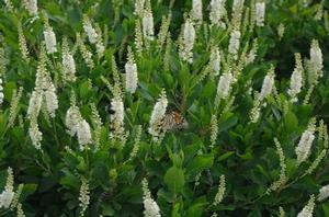 Clethra alnifolia Compacta