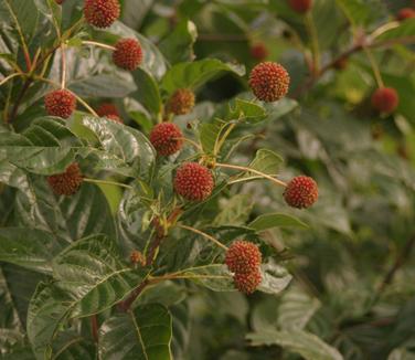 Cephalanthus occidentalis Sugar Shack