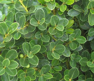 Ilex crenata 'Helleri' - Japanese Holly