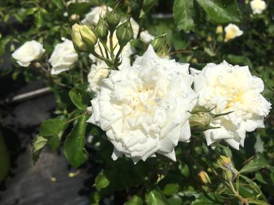 Rosa White Drift